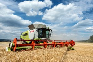 A combine harvester working in a golden wheat field in Höxter, Germany.